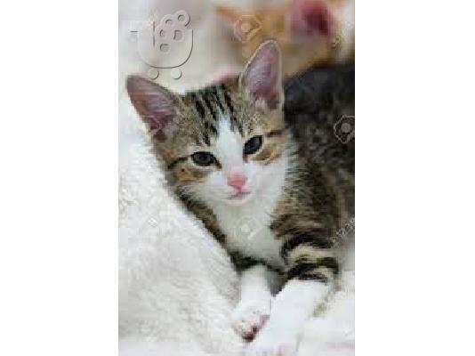 PoulaTo: Vrlo je zaigrana i puna nestašluka i zabave.ona je čistokrvni Maine Coon.